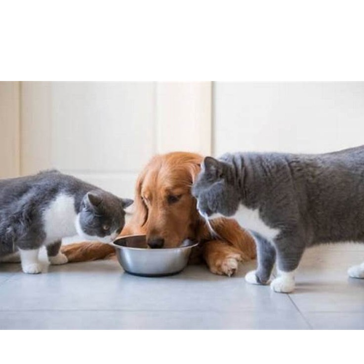 تفاوت های غذای سگ و گربه در چیست؟