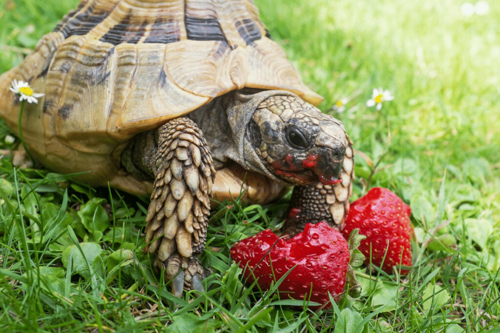 خوردن توت فرنگی توسط لاکپشت